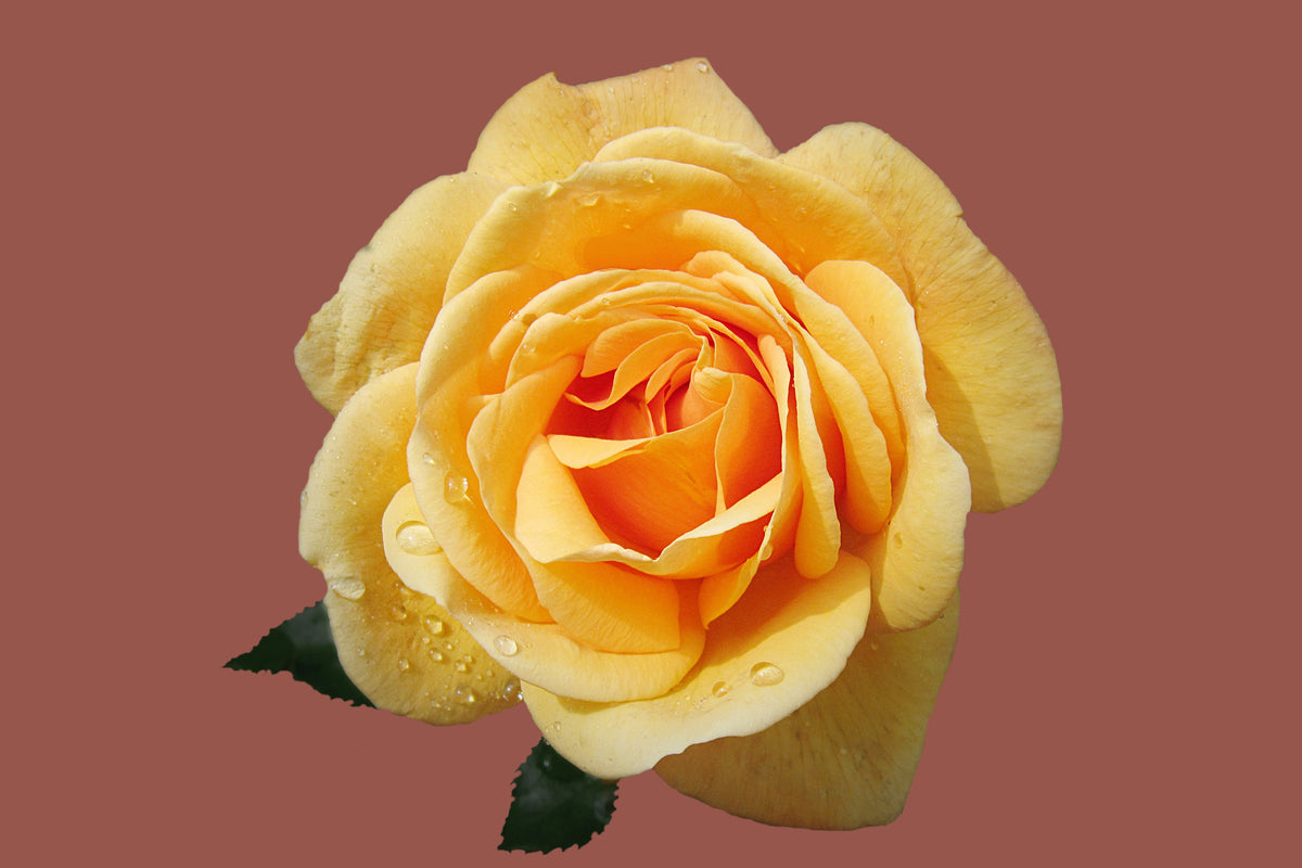 canvas-print-rose-in-yellow-xxl