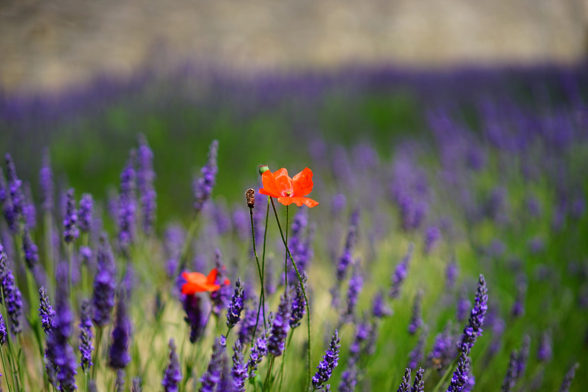 poster-print-poppy-in-the-lavender