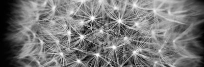 panoramic-poster-print-dandelion-in-xxl-panorama