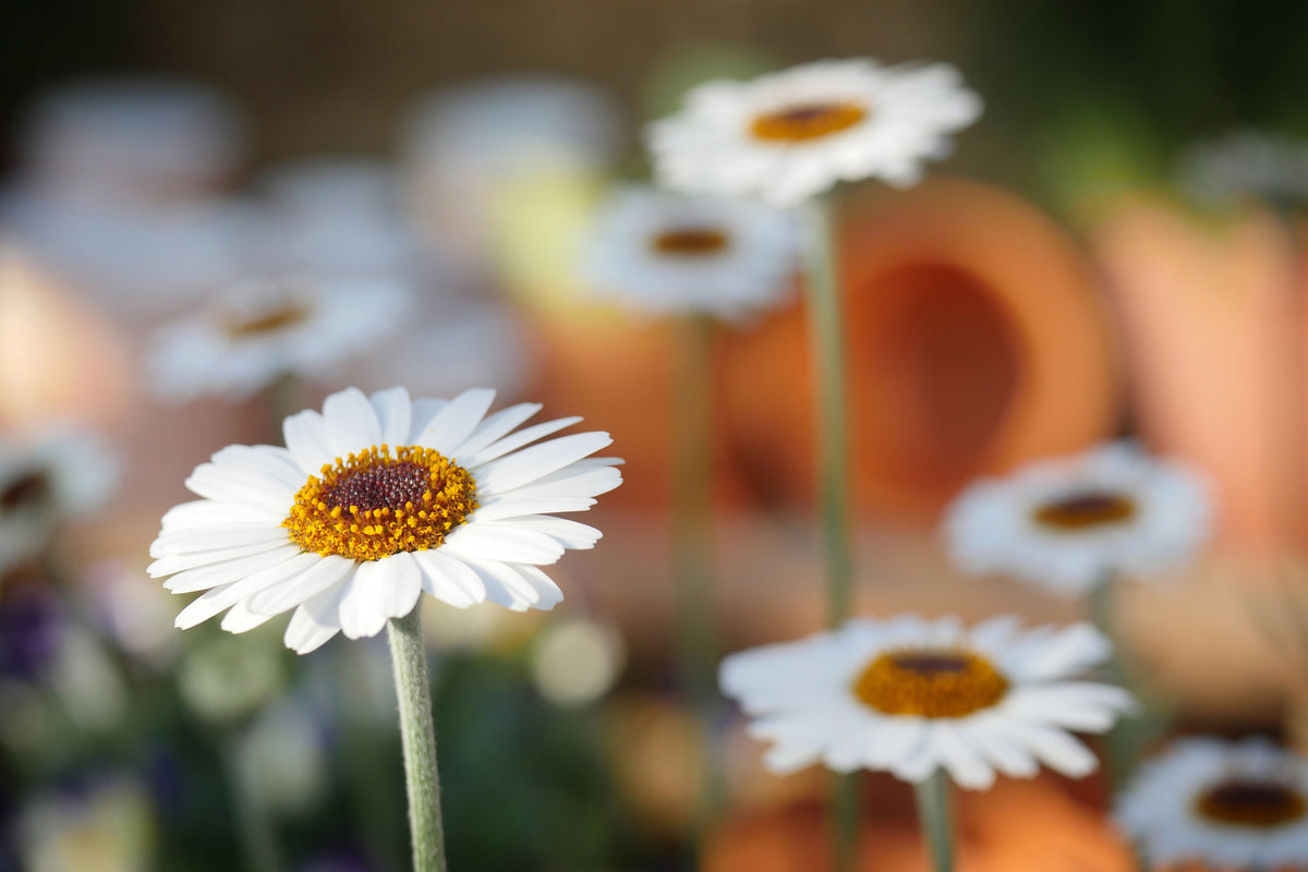 3-piece-acrylic-print-daisies-xl