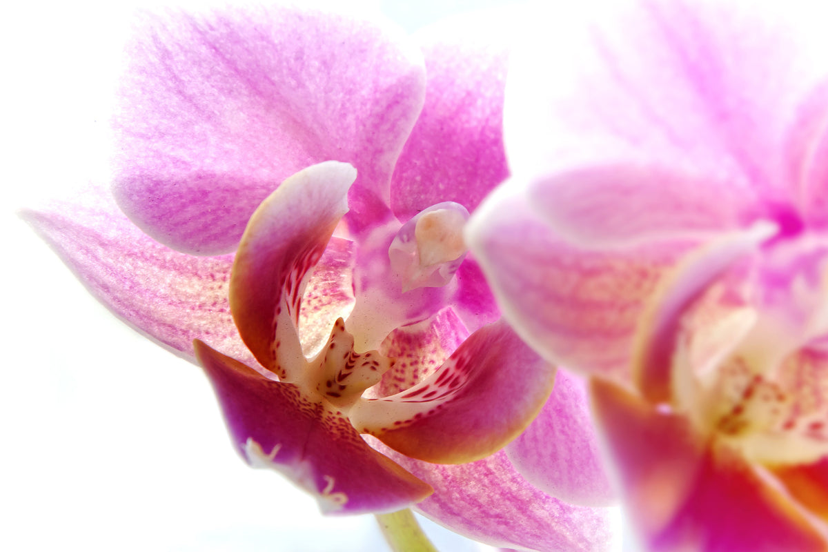 canvas-print-magnificent-phalaenopsis