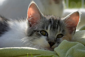 poster-print-in-love-with-kitten