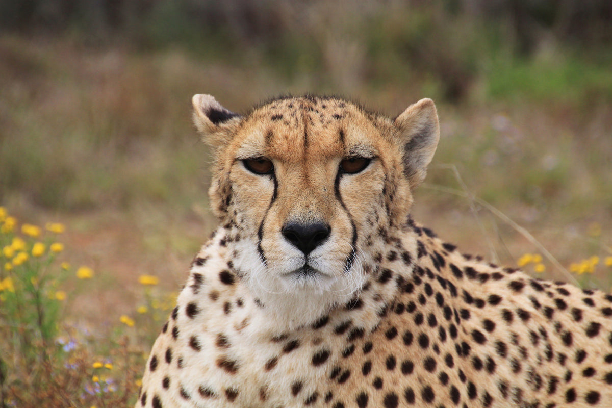 3-piece-canvas-print-cheetah-xl
