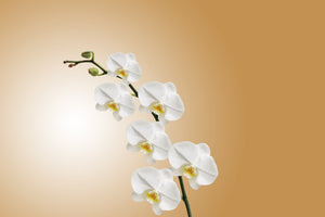 modern-3-piece-acrylic-print-white-orchids-xl