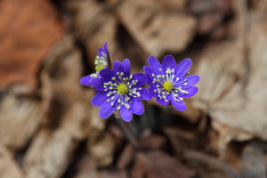 framedposter-print-wildflowers