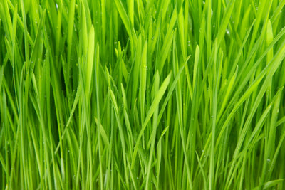 poster-print-grass-in-morning-dew