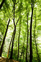 canvas-print-forest