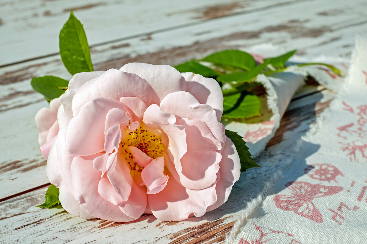 3-piece-aluminium-print-wild-rose-in-pink