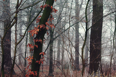 poster-print-autumn-winter