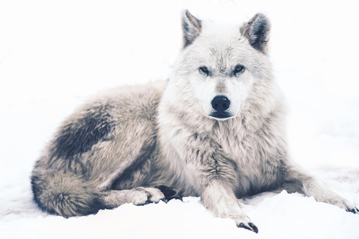 framedcanvas-print-the-wolf