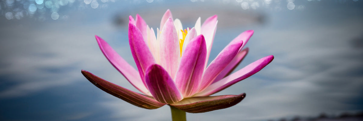 panoramic-aluminium-print-lotus-in-the-morning-dew-panorama