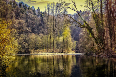 poster-print-lake-in-the-forest