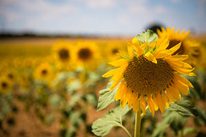 acrylic-print-a-sunflower-in-the-field