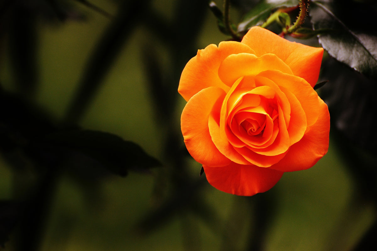 canvas-print-the-blossom-of-the-rose