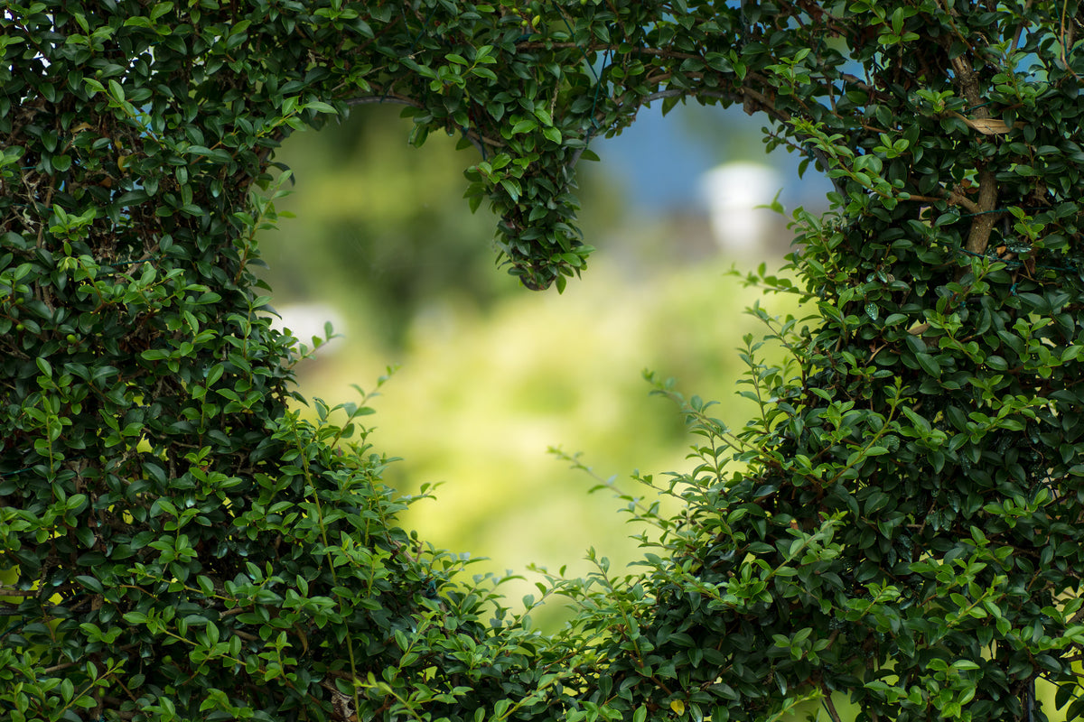 poster-print-the-heart-in-the-hedge