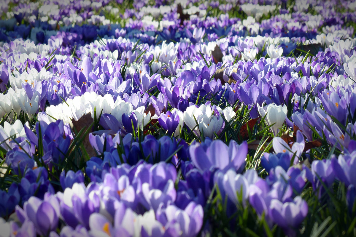 modern-3-piece-acrylic-print-a-field-full-of-crocuses
