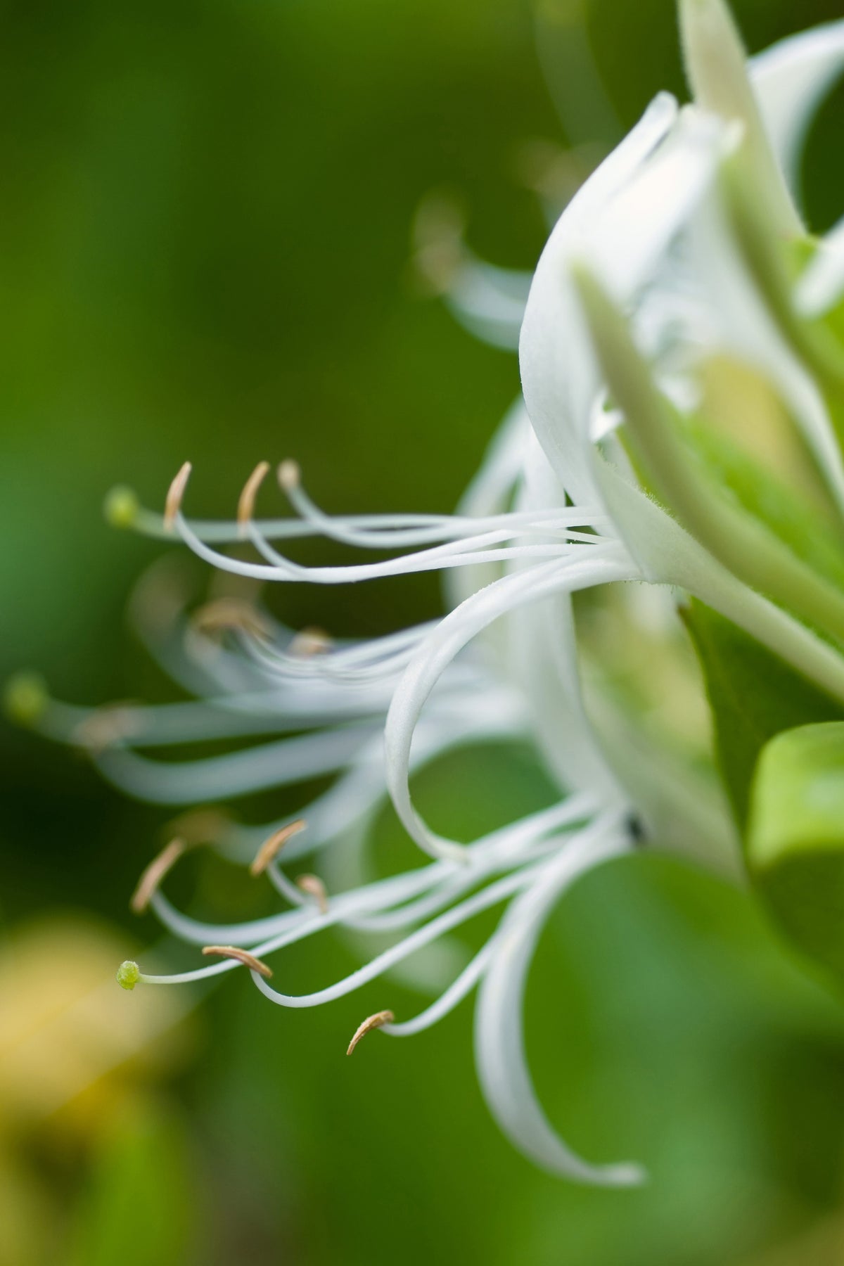 acrylic-print-macro-florescence