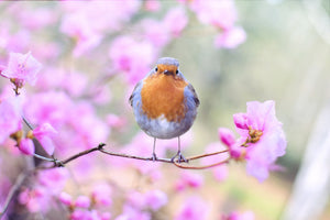 framedposter-print-spring-bird