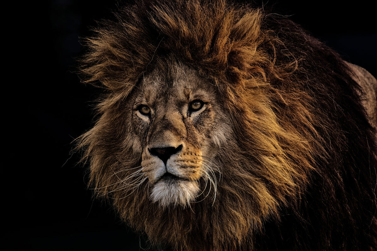 framedcanvas-print-portrait-of-a-lion
