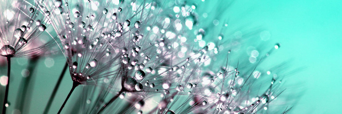 panoramic-poster-print-macro-dandelion-p-panorama