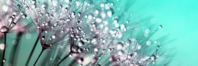 panoramic-poster-print-macro-dandelion-p-panorama
