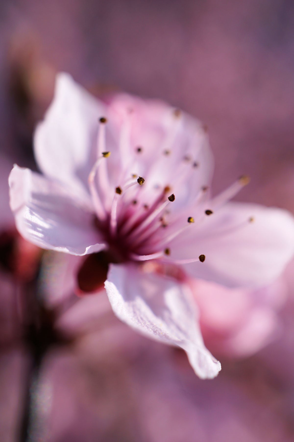 framedposter-print-adorable-cherry-blossom