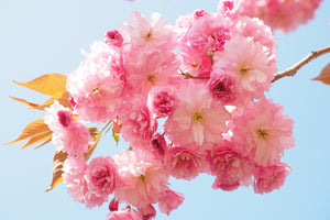 aluminium-print-the-cherry-blossoms
