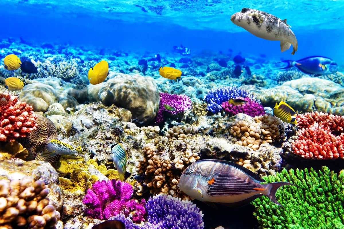 3-piece-canvas-print-fish-aquarium
