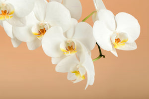 3-piece-acrylic-print-white-orchid-flowers
