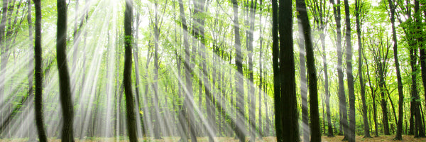 panoramic-poster-print-magic-light-in-the-trees-panorama