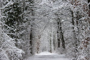 framedposter-print-enchanted-winter-forest