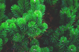 3-piece-canvas-print-pine-xl