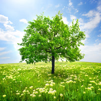 poster-print-the-tree