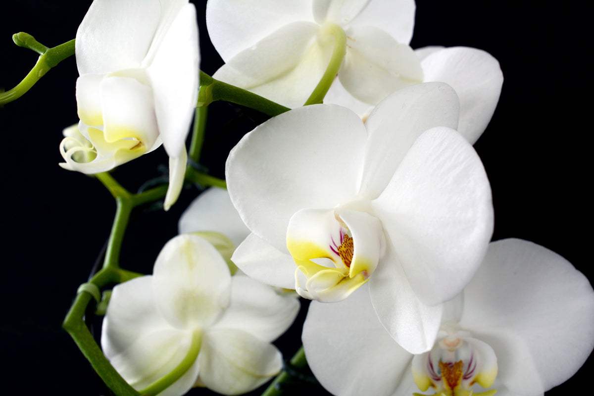framedcanvas-print-orchid-close-up
