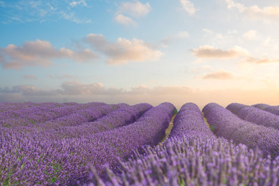 poster-print-the-blooming-lavender-field