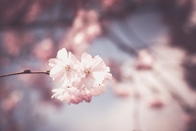 poster-print-flower-xl