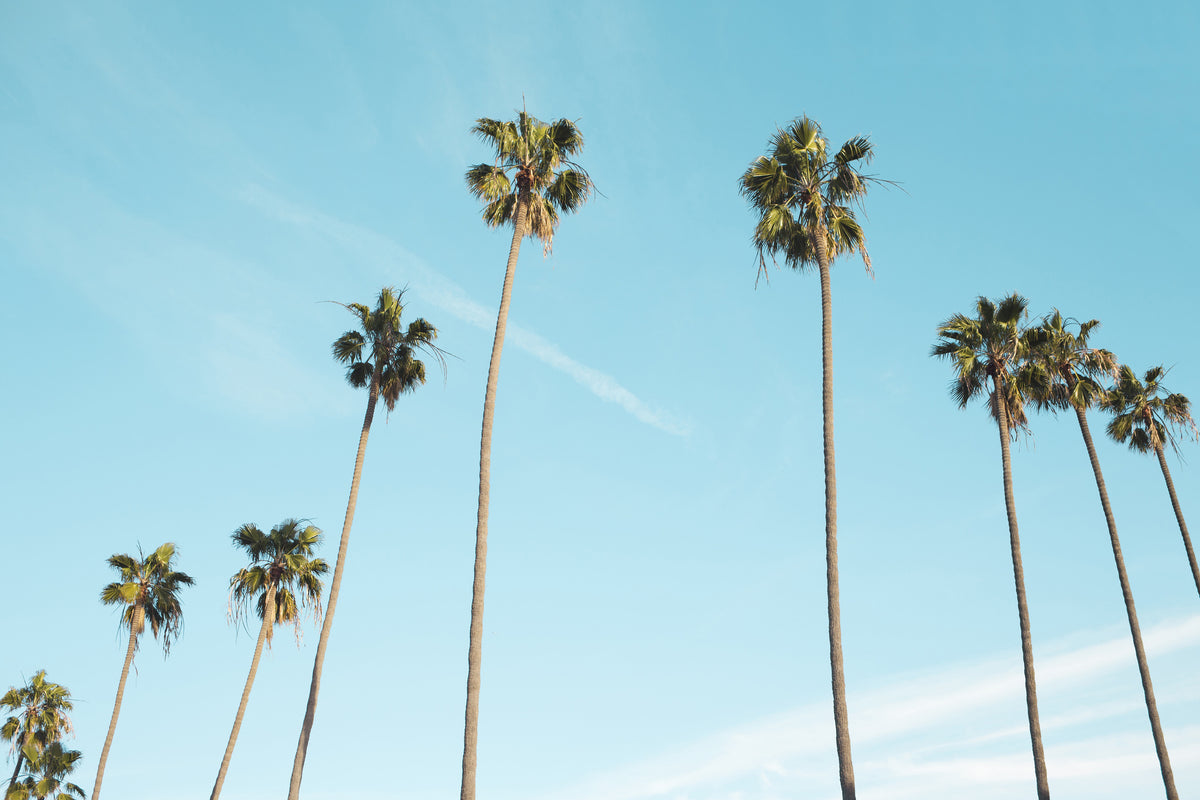 framedposter-print-a-sky-full-of-palm-trees
