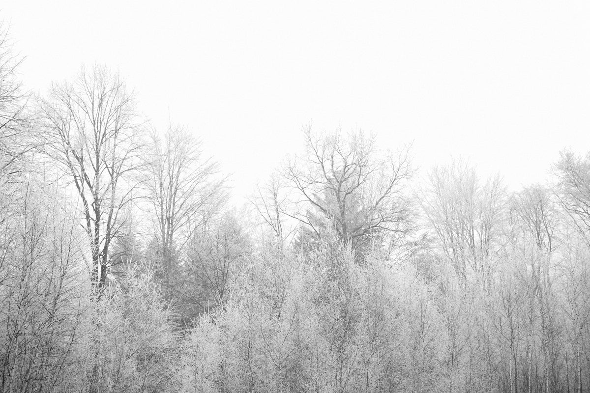 poster-print-birches-in-the-snow