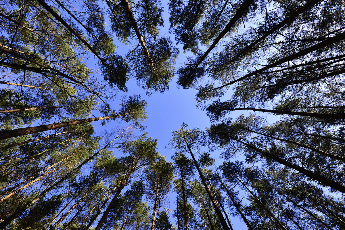 canvas-print-under-high-treetops