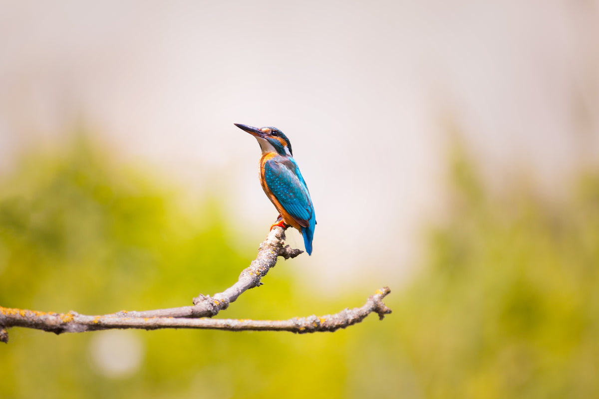 acrylic-print-the-kingfisher
