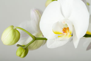 modern-3-piece-acrylic-print-giant-orchid