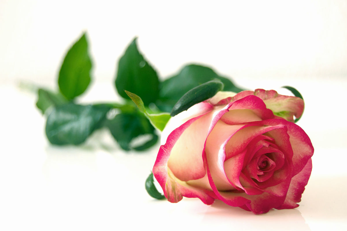 3-piece-canvas-print-the-proud-rose