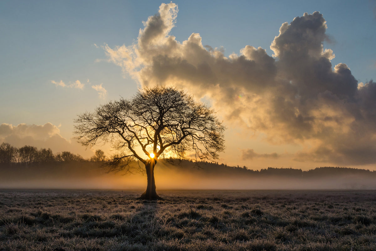 3-piece-aluminium-print-a-lonely-tree