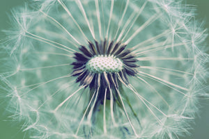 modern-3-piece-aluminium-print-close-up-dandelion