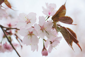 framedcanvas-print-lovely-japanese-cherry