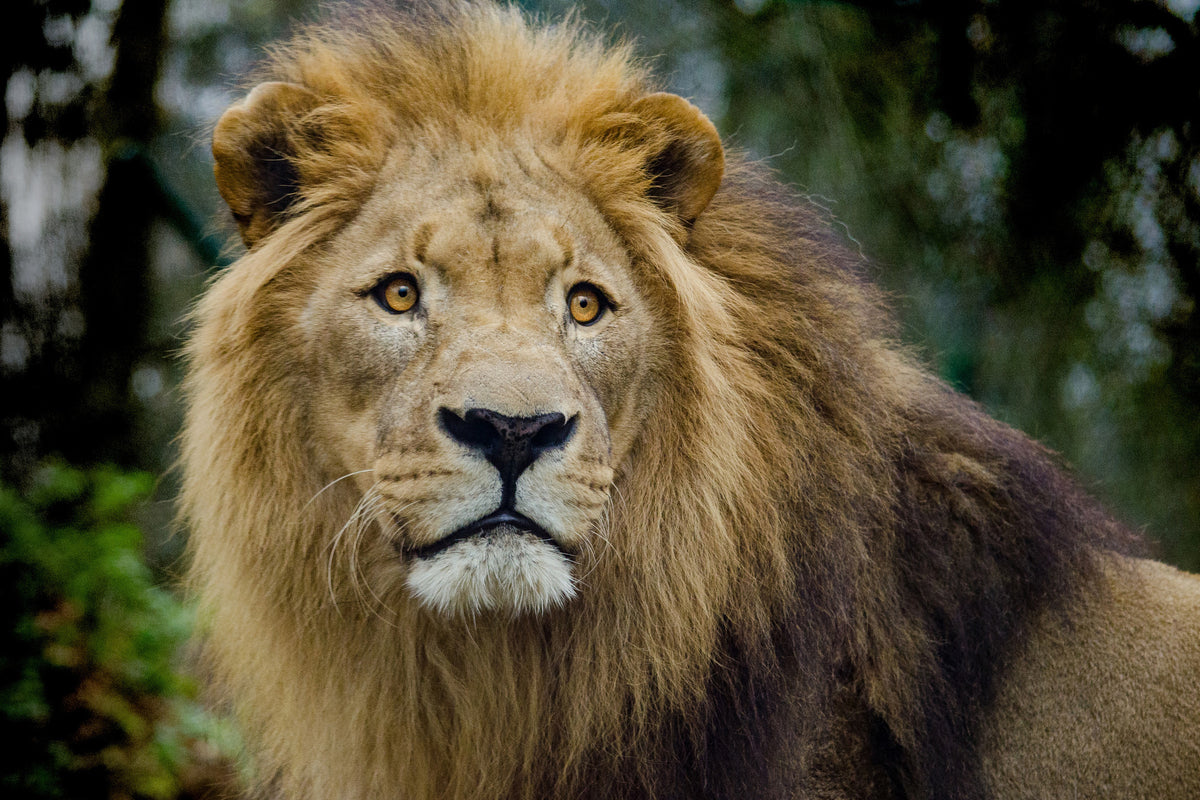 acrylic-print-king-of-wildlife