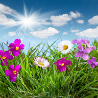 9-piece-canvas-print-flowering-meadow