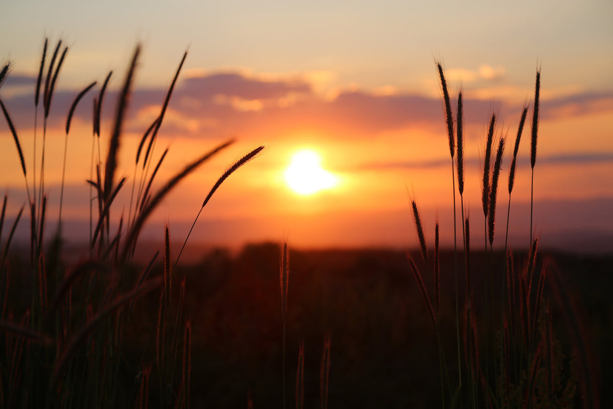 aluminium-print-adorable-sunset