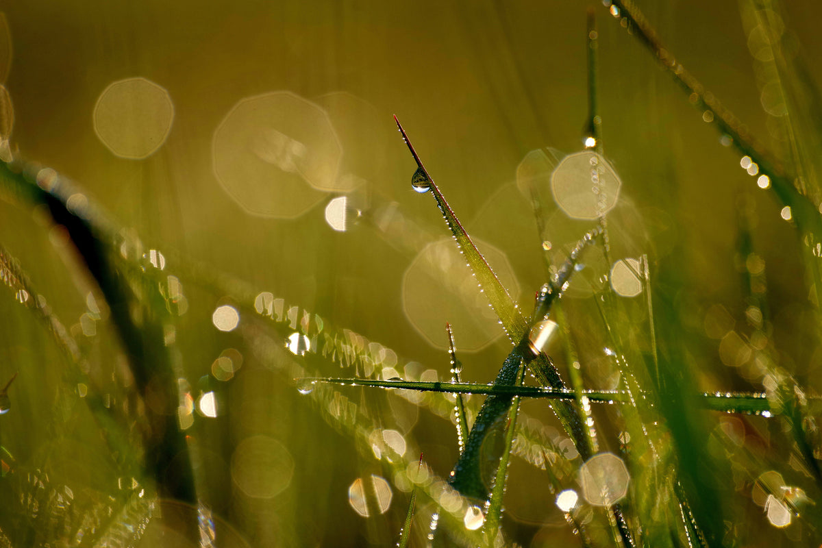 framedposter-print-dew-in-the-morning