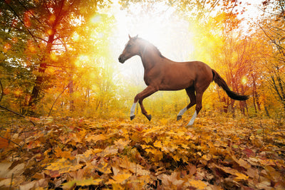 poster-print-whole-blood-in-autumn-forest